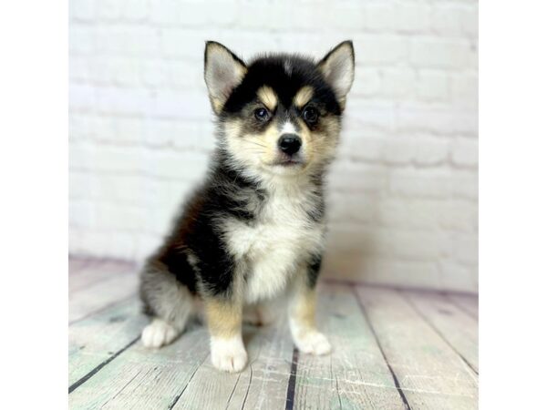 Pomsky-DOG-Male-Black, tan & white-13988-Petland Pickerington, Ohio