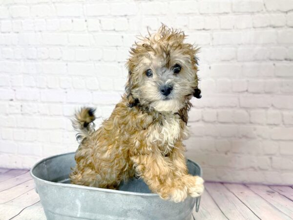 ShizaPoo-DOG-Female-Gold Sable-13983-Petland Pickerington