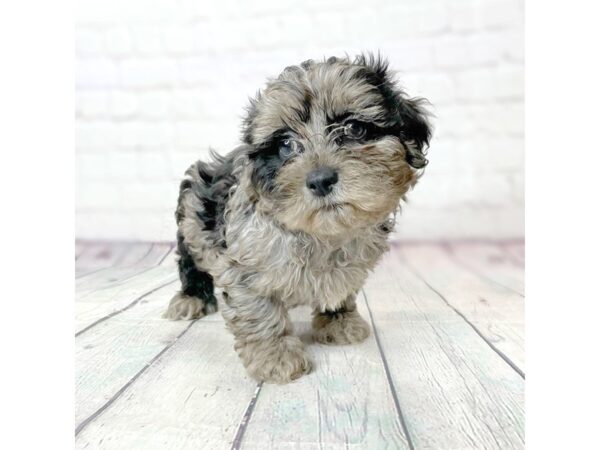 Shihpoo-DOG-Male-Blue Merle-14044-Petland Pickerington, Ohio