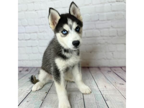 Siberian Husky-DOG-Female-Black / White-14067-Petland Pickerington, Ohio