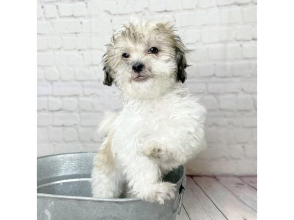 Teddy Bear-DOG-Male-BRN WH-14017-Petland Pickerington, Ohio