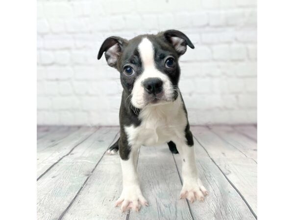 Boston Terrier-DOG-Male-Brindle / White-14071-Petland Pickerington, Ohio
