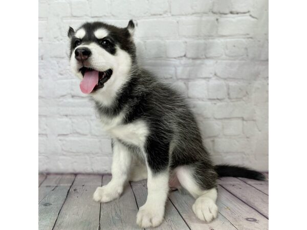 Siberian Husky-DOG-Female-Black & White-14080-Petland Pickerington, Ohio