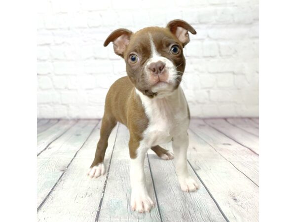 Boston Terrier-DOG-Female-Seal / White-14077-Petland Pickerington, Ohio