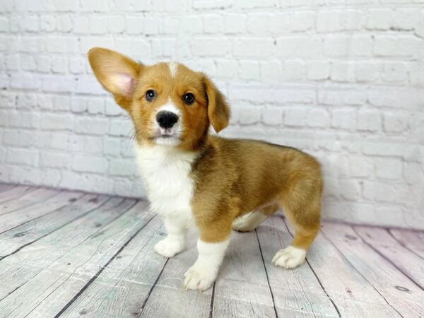 Pembroke Welsh Corgi-DOG-Male-Red / White-14096-Petland Pickerington, Ohio