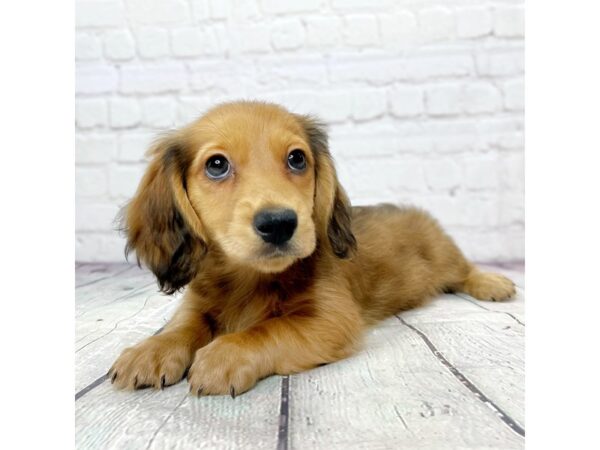 Dachshund-DOG-Male-Red-14106-Petland Pickerington, Ohio