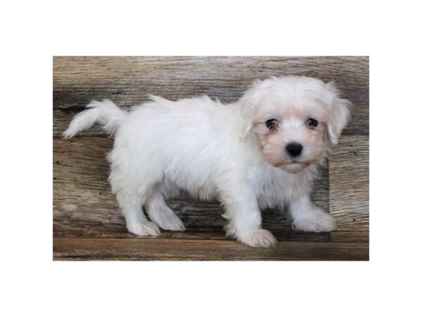 Maltese-DOG-Male-White-14111-Petland Pickerington, Ohio