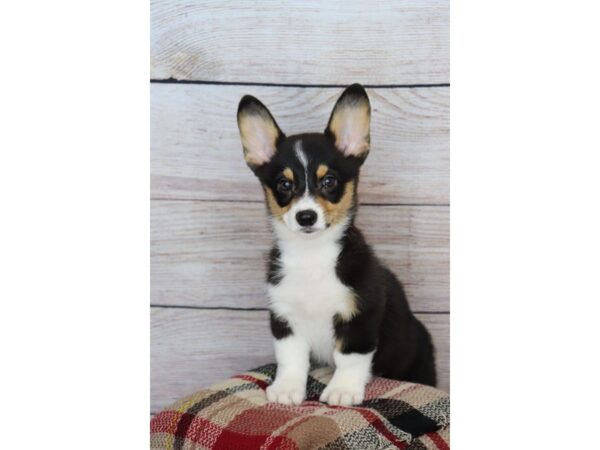 Pembroke Welsh Corgi-DOG-Male-Black Tan / White-14112-Petland Pickerington, Ohio