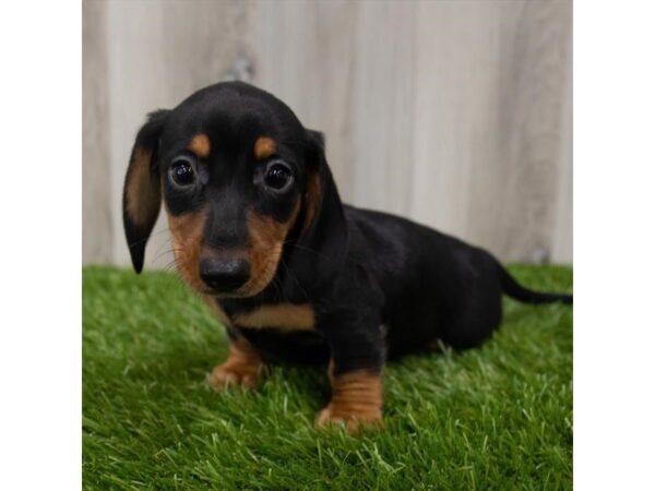 Dachshund-DOG-Female-Black / Tan-14126-Petland Pickerington, Ohio