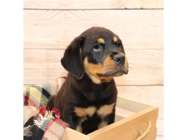Rottweiler-DOG-Male-Black & Tan-14133-Petland Pickerington, Ohio