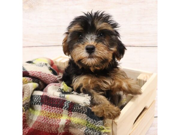 Yorkshire Terrier-DOG-Female-Blk & Tn-14208-Petland Pickerington, Ohio