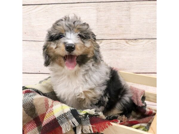 Bernedoodle Mini-DOG-Female-Merle-14220-Petland Pickerington