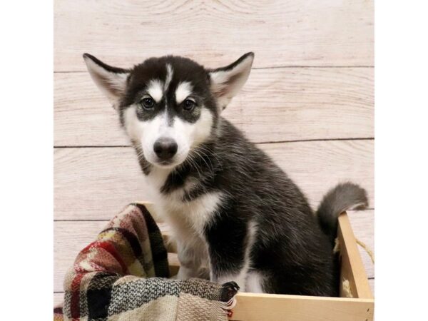 Siberian Husky-DOG-Female-Blk & Wh-14169-Petland Pickerington, Ohio