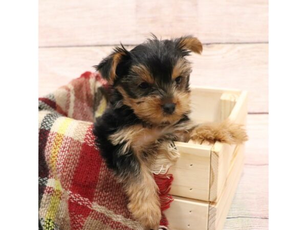 Yorkshire Terrier-DOG-Female-Black / Tan-14230-Petland Pickerington, Ohio