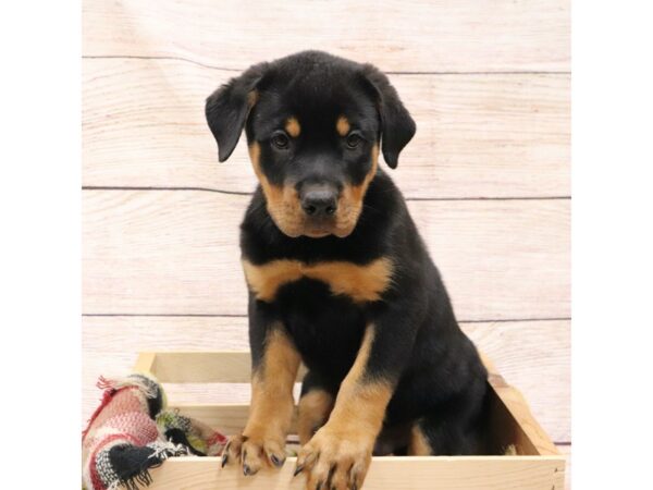 Rottweiler-DOG-Male-Black / Rust-14229-Petland Pickerington, Ohio