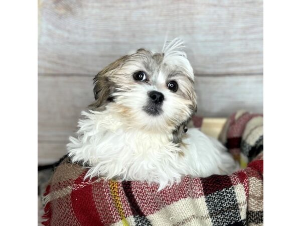 Teddy Bear-DOG-Female-Brown / White-14235-Petland Pickerington, Ohio
