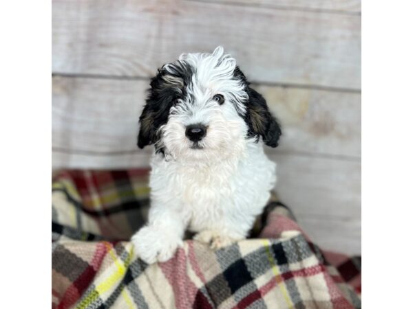 Mini Bernadoodle-DOG-Male-Tri-14254-Petland Pickerington