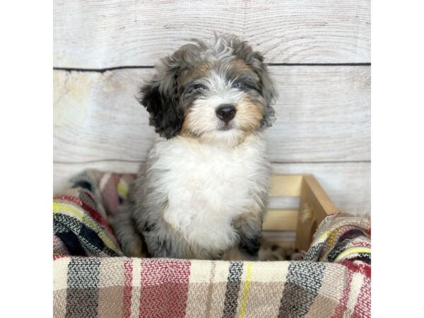 Bernedoodle Mini-DOG-Female-Bl mrl & Tn-14274-Petland Pickerington