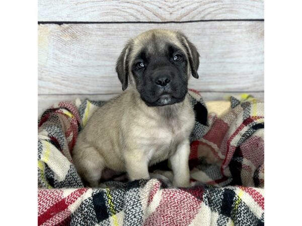 English Mastiff-DOG-Male-Fawn-14299-Petland Pickerington