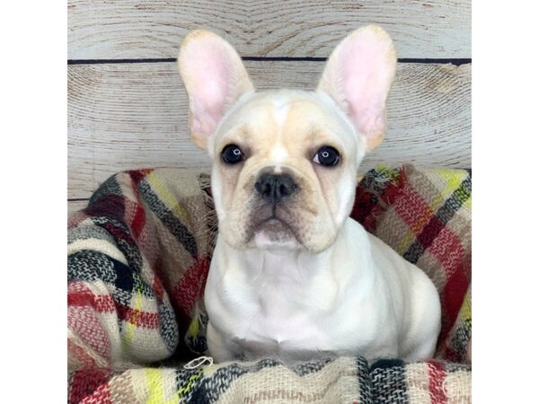 French Bulldog-DOG-Female-Cream-14290-Petland Pickerington, Ohio