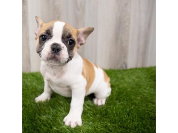 French Bulldog-DOG-Male-Fawn-14326-Petland Pickerington, Ohio
