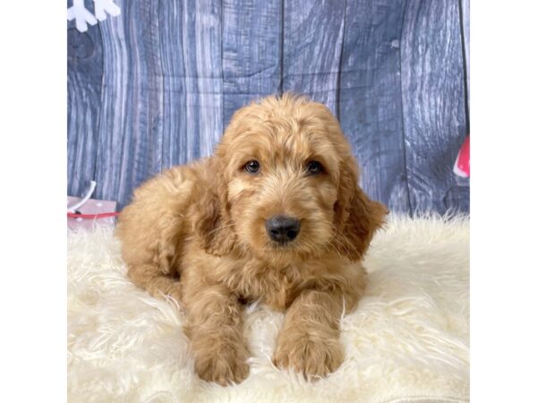 Goldendoodle-DOG-Male-Red-14360-Petland Pickerington, Ohio