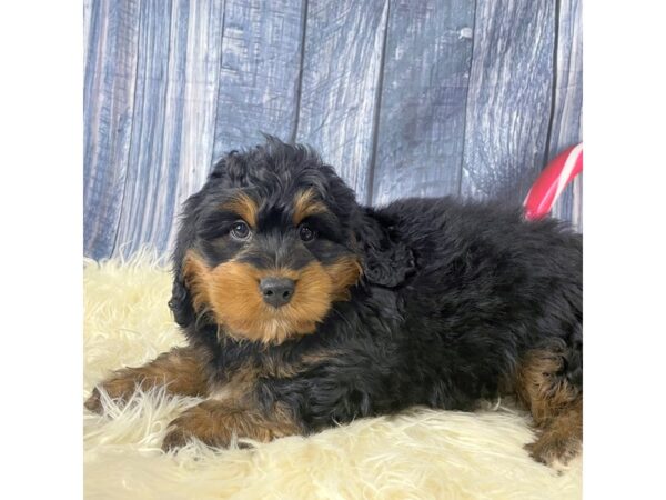 Bernedoodle Mini-DOG-Male-Black / Tan-14355-Petland Pickerington