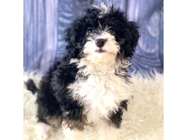 Bernedoodle Mini-DOG-Female-Tri-Colored-14395-Petland Pickerington