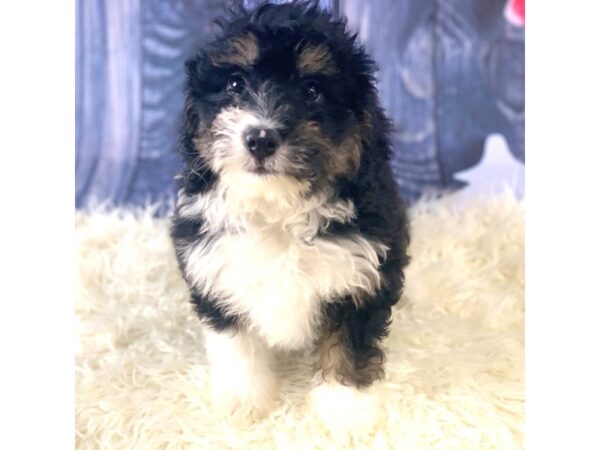 Bernedoodle Mini-DOG-Male-Tri-Colored-14396-Petland Pickerington