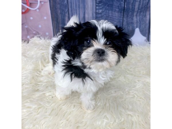 Teddy Bear-DOG-Female-Black / White-14433-Petland Pickerington, Ohio