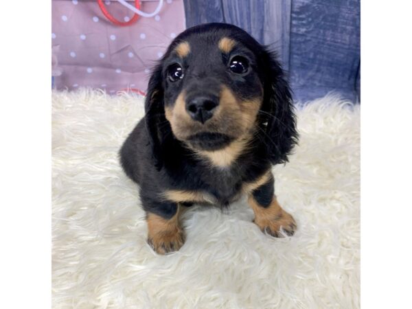 Dachshund-DOG-Female-Black / Tan-14432-Petland Pickerington, Ohio