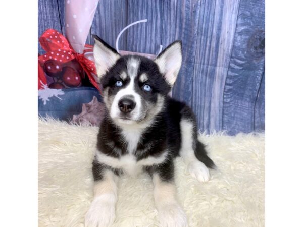 Siberian Husky-DOG-Male-Black Tan / White-14429-Petland Pickerington, Ohio