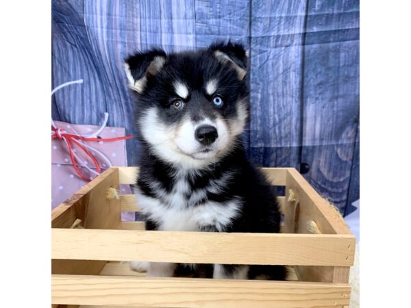 Siberian Husky-DOG-Female-Black Tan / White-14428-Petland Pickerington, Ohio