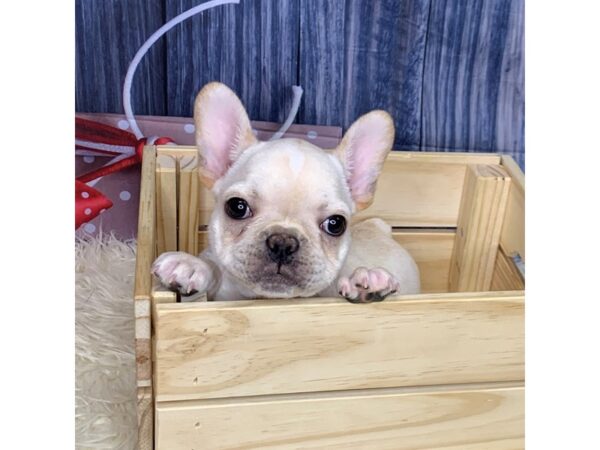 French Bulldog-DOG-Male-Cream-14440-Petland Pickerington, Ohio