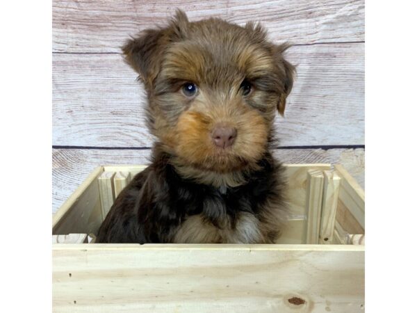 Yorkshire Terrier-DOG-Male-choc tan-14453-Petland Pickerington, Ohio