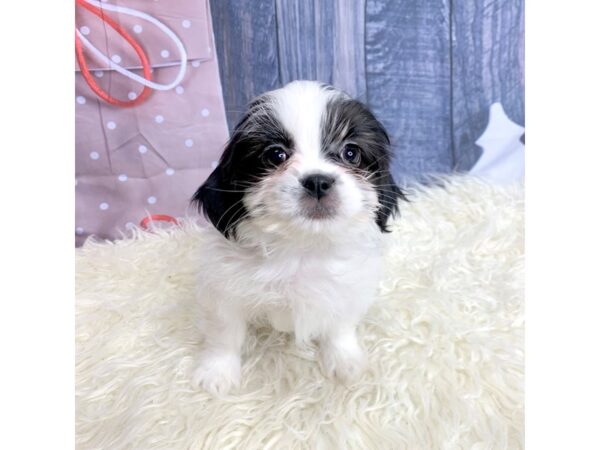 Teddy Bear-DOG-Female-Black / White-14462-Petland Pickerington, Ohio
