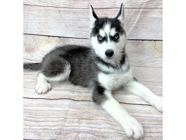 Siberian Husky-DOG-Male-Black & White-14467-Petland Pickerington, Ohio
