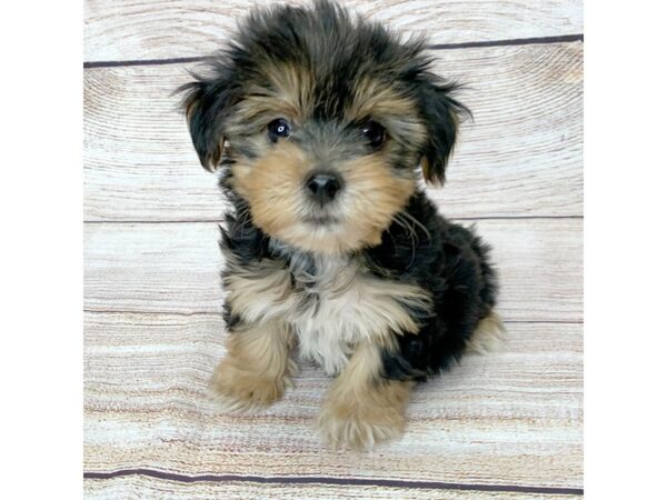 Yorkshire Terrier-DOG-Male-Blk & Tn-14471-Petland Pickerington, Ohio