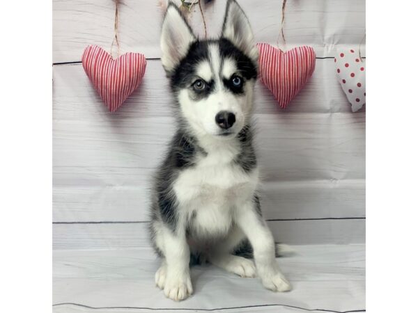 Siberian Husky-DOG-Male-Gray / White-14490-Petland Pickerington, Ohio