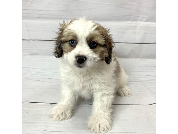 Daisy Dog-DOG-Male-BROWN WH-14501-Petland Pickerington