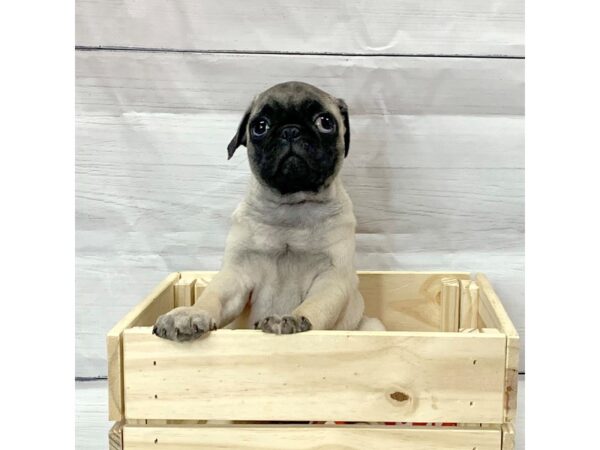 Pug-DOG-Male-FAWN-14523-Petland Pickerington, Ohio