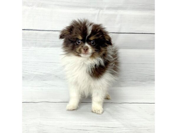 Pomeranian-DOG-Male-Chocolate-14515-Petland Pickerington, Ohio