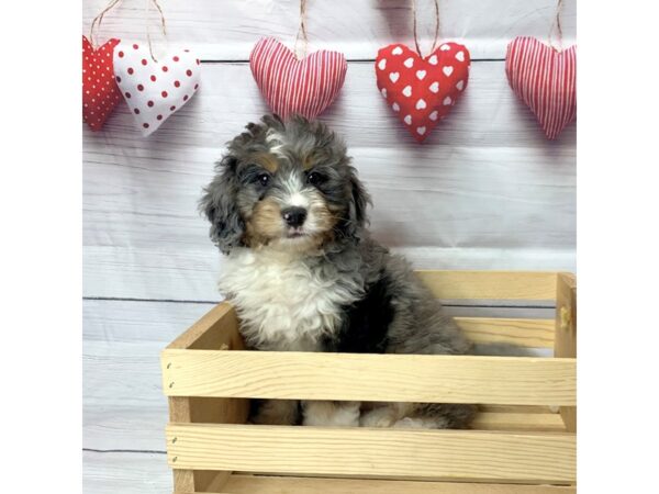 Bernedoodle Mini-DOG-Male-Blue Merle / Tan-14538-Petland Pickerington