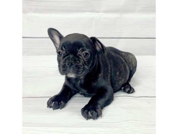 French Bulldog-DOG-Male-Brindle-14532-Petland Pickerington, Ohio