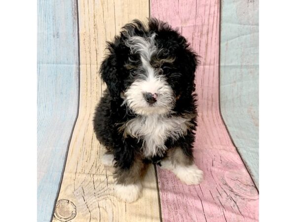 Bernedoodle Mini-DOG-Female-Tri-Colored-14569-Petland Pickerington