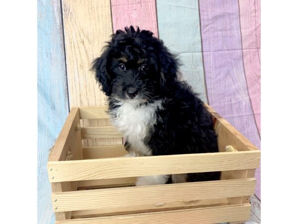 Bernedoodle Mini-DOG-Male-Tri-Colored-14568-Petland Pickerington