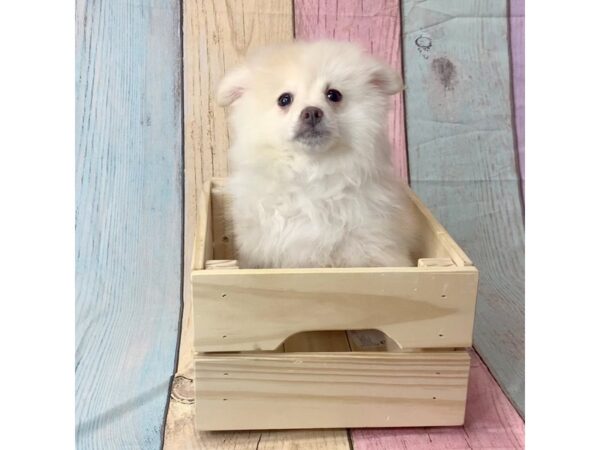 Pomeranian-DOG-Male-RED-14559-Petland Pickerington, Ohio