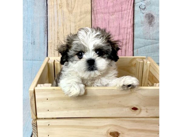 Teddy Bear-DOG-Male-Brindle / White-14544-Petland Pickerington, Ohio