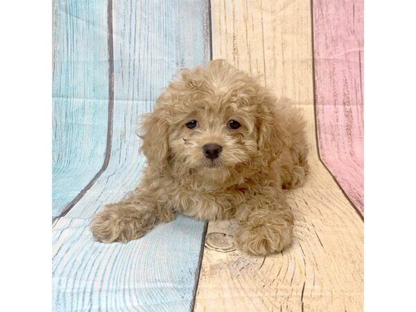 ShizaPoo-DOG-Female-Red-14551-Petland Pickerington