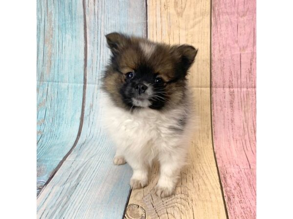 Pomeranian-DOG-Female-BLK WH-14583-Petland Pickerington, Ohio